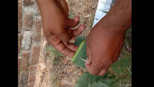 Grafting of Bunny Ears on Prickly Pears cactus | Opuntia cactus Grafting | Gardening and Junk Art смотреть онлайн
