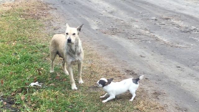 Брянск.12.11.2021.Домашняя против бездомной смотреть онлайн