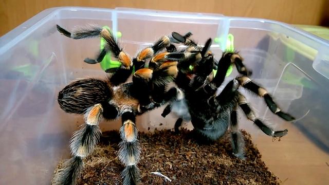 Спаривание птицеедов | Brachypelma smithi | Tarantulas mating смотреть онлайн