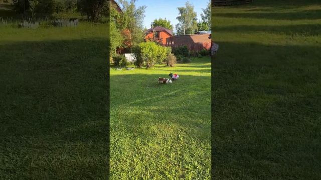 ИГРА В ДОГОНЯЛКИ 🐶 Кто быстрее: французский бульдог или кавалер кинг чарльз спаниель? смотреть онлайн