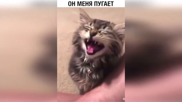 Котейки ИЗ ТИК ТОКА \ смешные животные