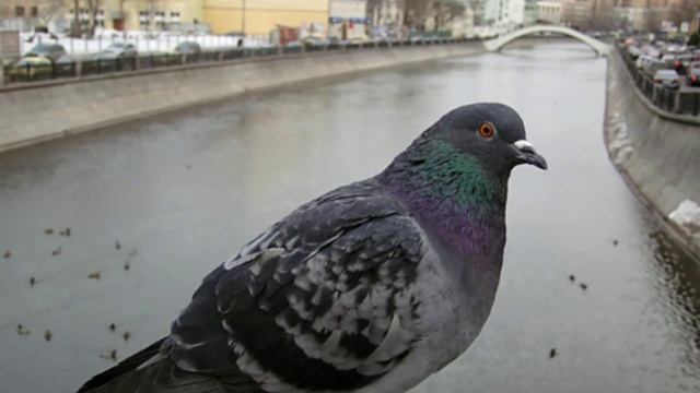 Чем опасны голуби и почему не стоит их подкармливать смотреть онлайн