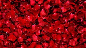 Лепестки роз. Красивый фон для монтажа