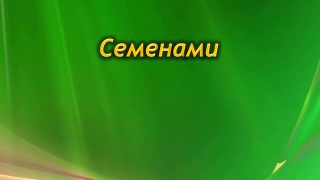 Секреты и способы размножения Гардении. Последующий уход за растением. смотреть онлайн