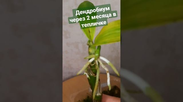 Размножение дендробиума черенками. РЕЗУЛЬТАТ через 2 месяца. ? смотреть онлайн