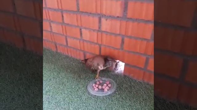 Раненный сокол залетел на балкон дома на ул. Норильской в Красноярске смотреть онлайн