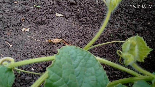 ЭКСПЕРИМЕНТ. ДЫНЯ "ТОРПЕДА" в открытом грунте. КАК много уже завязей!!! смотреть онлайн