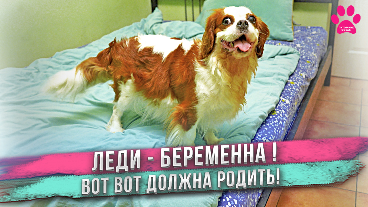 Ожидание родов у собаки закончилось страшной новостью! смотреть онлайн