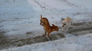 Смешные видео с котиками и собачками #19