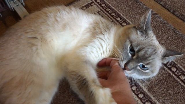 КОШКА МУСЯ ПРИТВОРИЛАСЬ СПЯЩЕЙ И УКУСИЛА! смотреть онлайн