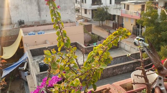 Bougainvillea Pruning || How to Get More Flowers in Bougainvillea || Fun Gardening смотреть онлайн