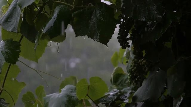 ЗВУКИ ДОЖДЯ И ГРОМА ДЛЯ СНА. РЕЛАКСАЦИЯ ПОД ЗВУКИ ГРОЗЫ. смотреть онлайн
