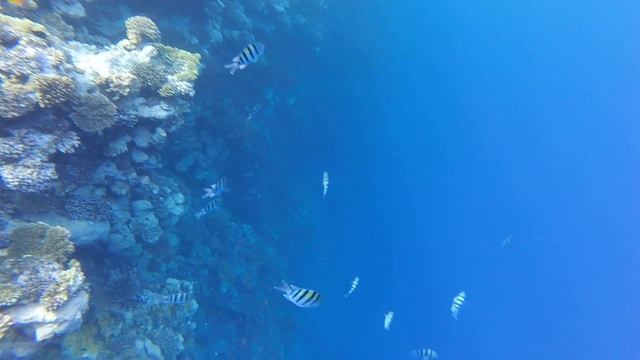 Красное море, лето 2017, Шарм эль Шейх, NABQ, пляж отеля Rixos смотреть онлайн