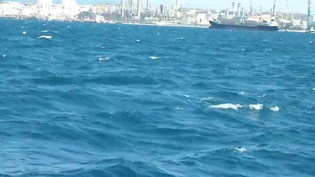 Flying fish in Gibraltar смотреть онлайн