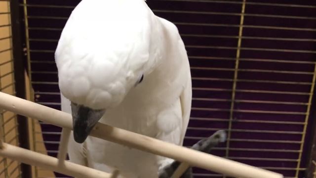 Крепкий ли клюв у Какаду Кирюни? смотреть онлайн