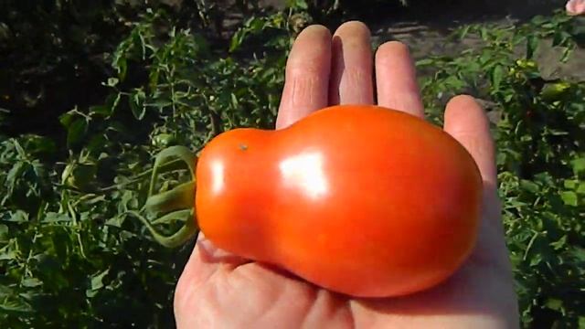 Томат Чудо лентяя. смотреть онлайн