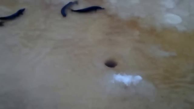 Самая смешная подледная рыбалка ! Это надо видеть всем Рыбаки в Шоке Самостоятельная рыбалка 1 смотреть онлайн