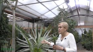 Пахиподиум