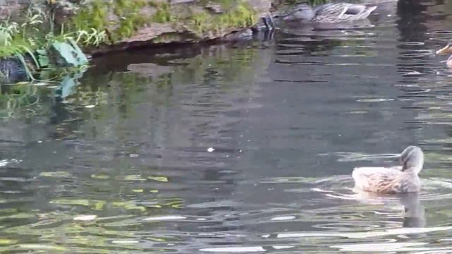 Осень. Утки. смотреть онлайн