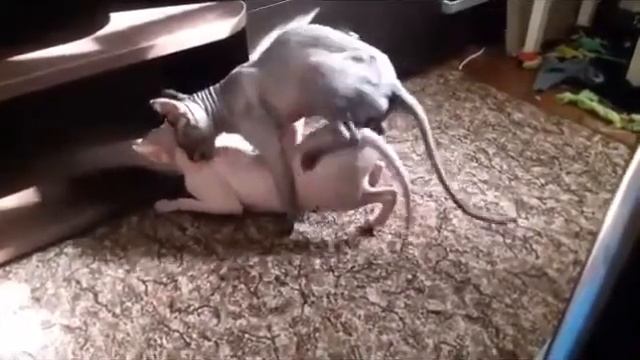 Sphynx cat mating смотреть онлайн