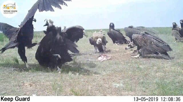 Приоткрывая заповедные двери... Звенья пищевой цепи смотреть онлайн