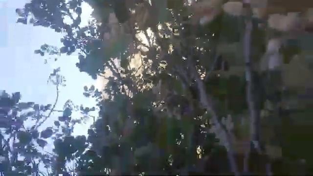 Как растёт фисташки в горах ?? Таджикистана. смотреть онлайн