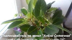 Комнатный цветок Тидея