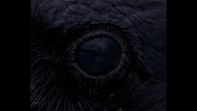 The Raven - KTS 2 0 смотреть онлайн