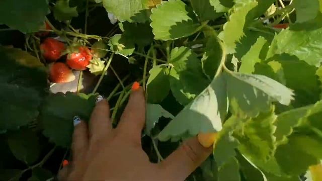 Поздний сорт Скала. Очень красивый. смотреть онлайн