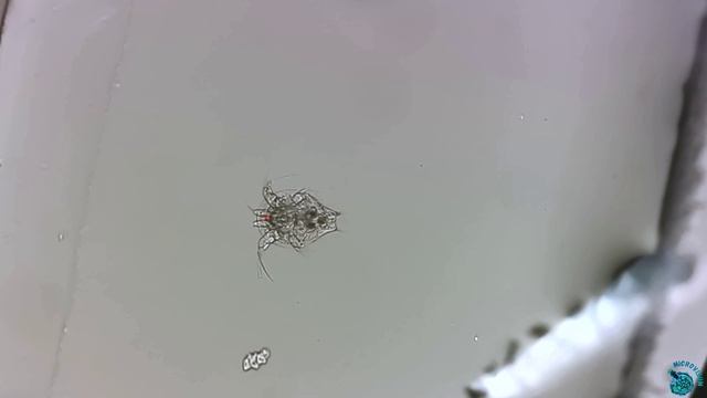 Nauplius смотреть онлайн