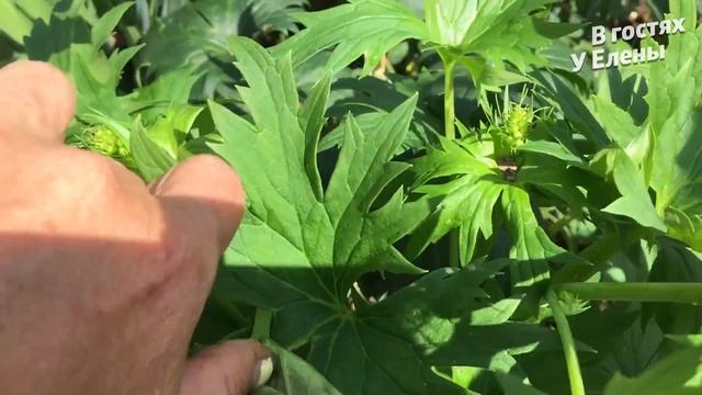 ДЕРЕВЕНСКИЙ ВЛОГ. Копите ДЕНЬГИ. Готовлю ОБЕД суп ЛАПША. Мастер класс ОТ АРТЕМА