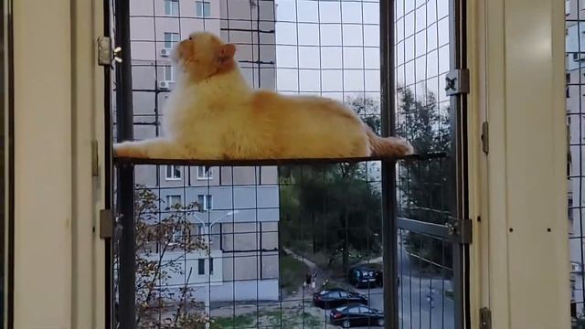 Съемный вольер для кота на окно. "Броневик". смотреть онлайн