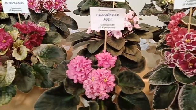 Выставка фиалок Елены Коршуновой смотреть онлайн