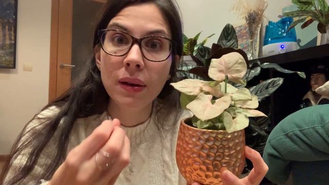 Consejos para el cuidado del Singonio o Syngonium Podophyllum | Infojardineria