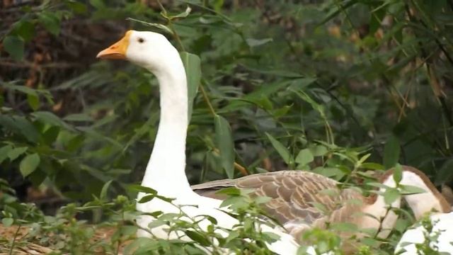 FUJIFILM FINEPIX S8600 ZOOM TEST (36X) смотреть онлайн