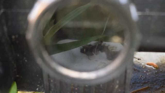 How To Replace UV Bulb in Jebao CW-55 UV Clarifier смотреть онлайн