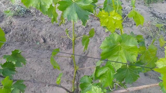 Заморозки обошли стороной. Велес готовится к цветению. Виноградник на 28.05.2023 смотреть онлайн