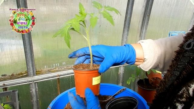Рассада помидоров. Первая перевалка рассады томатов смотреть онлайн