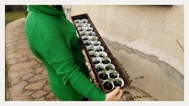 Otužovanie priesad смотреть онлайн