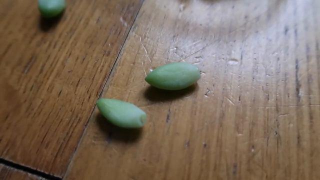 Mes succulentes: collection, entretien, bouturage et resurfaçage. смотреть онлайн