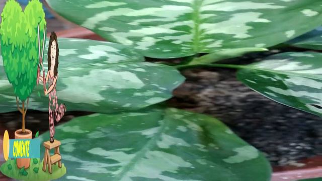 AGLAONEMA PICTUM BICOLOR #AglaonemaPictumBicolor