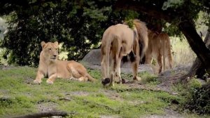 ЛЬВИЦА против ТИГРИЦЫ ! КТО СИЛЬНЕЕ ?