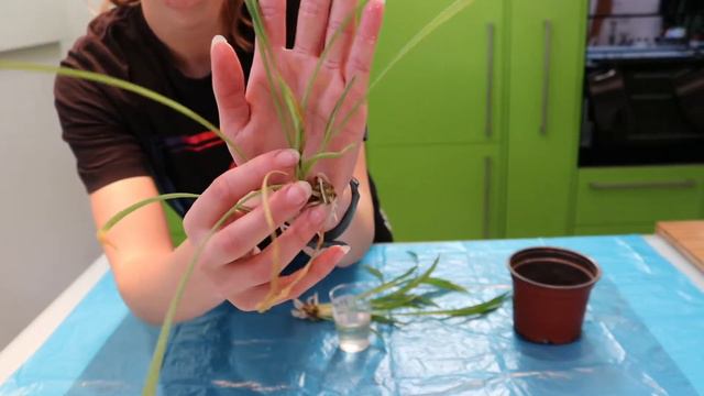 Die wohl einfachste Pflanze: Grünlilie ganz einfach vermehren🌱🌱 смотреть онлайн