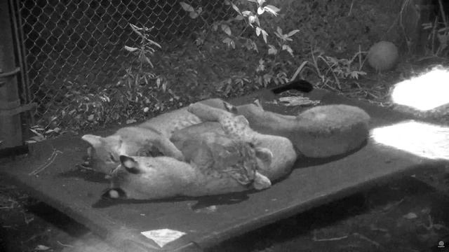 Bravo, Tango, Echo & Foxtrot in a pile, BRIC October 2 смотреть онлайн