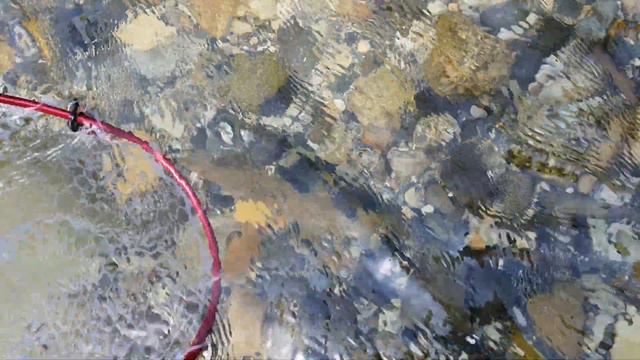 Brown Trout release 4 смотреть онлайн
