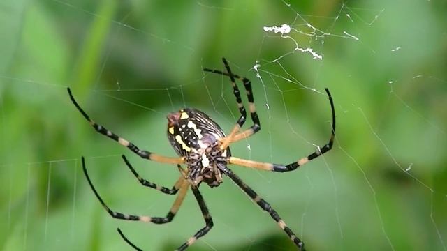 Argiope Aurantia Making Web Close-up HD смотреть онлайн