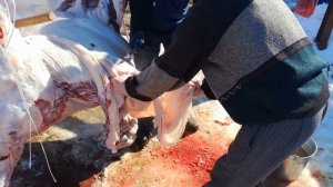 Режу 3 быка и процесс снятия шкуры и разделка туши