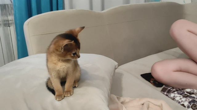 кошка ириска