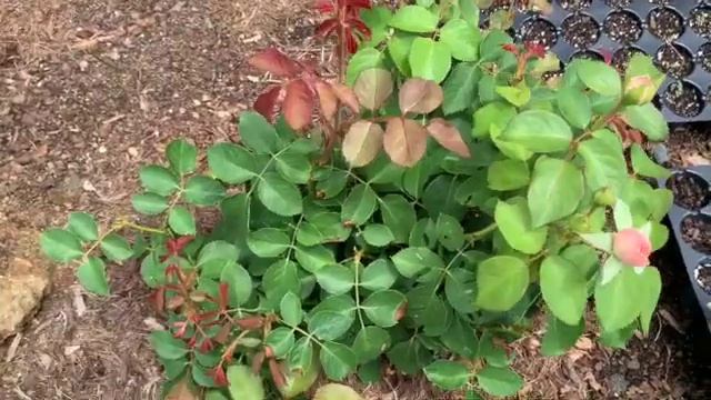 My First David Austin Rose - Olivia Rose смотреть онлайн