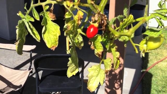 Topsy Turvy Update #2 смотреть онлайн